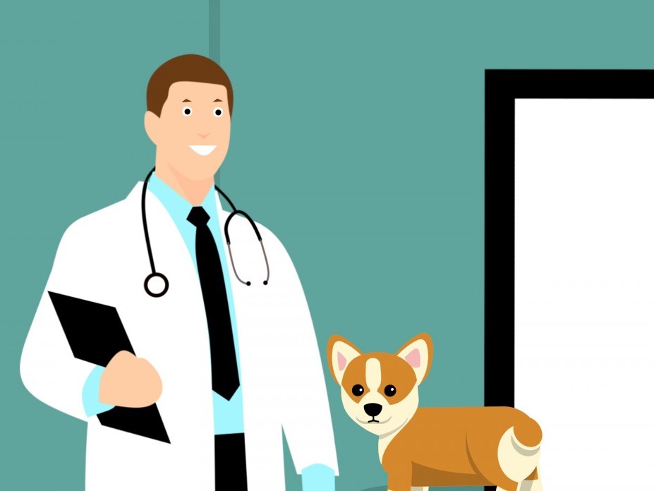 Tierarzt Musterbild