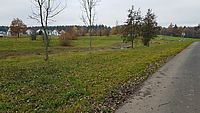 Wiese neben Feldweg
